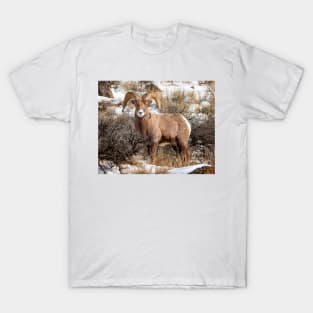 Bighorn Sheep T-Shirt